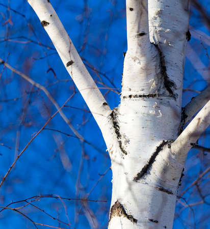 Trunk of a birch against a blue sky .の写真素材
