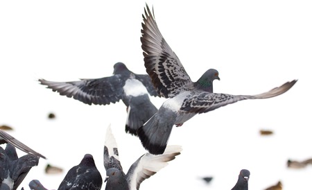 Dove in flight on a white background .の写真素材