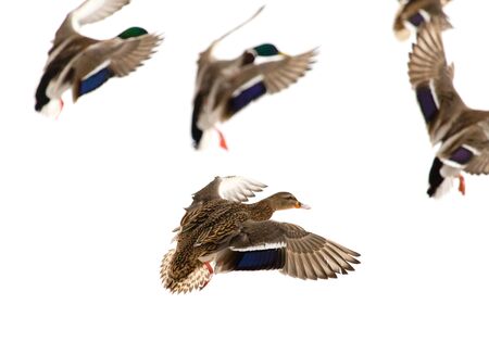 Duck in flight on a white background .の写真素材