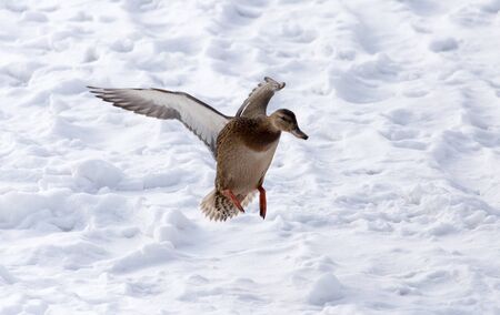 Duck flying against white snow in winter .の写真素材