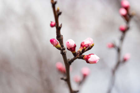 flowers in the buds on a tree branch. Macroの写真素材