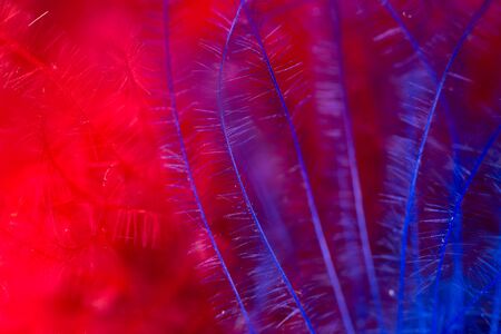Blue and red feather as an abstract background. Macroの写真素材