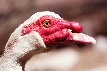 Portrait of a white goose on a farm .の写真素材