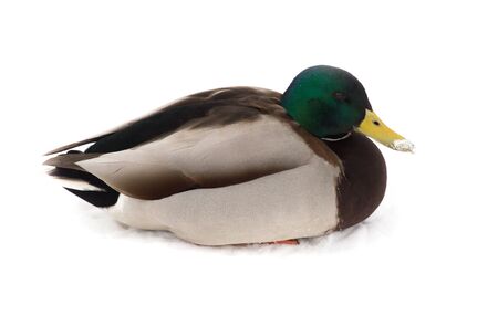 Duck sits on white snow in winter .の写真素材