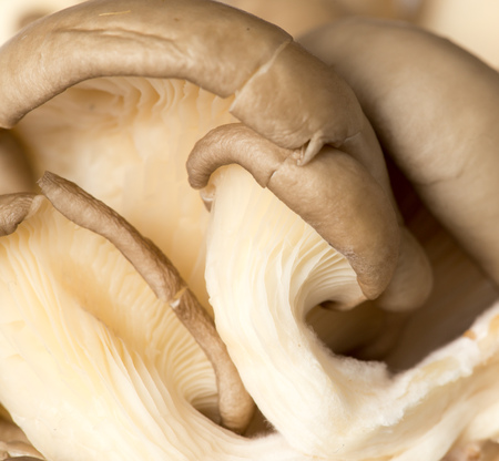 Fresh oyster mushrooms on the farm. Macroの写真素材