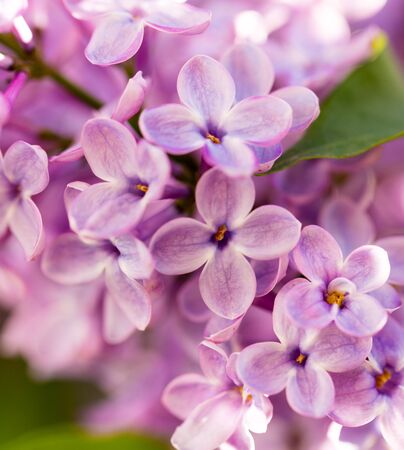 Lilac flowers on a tree in spring .の写真素材