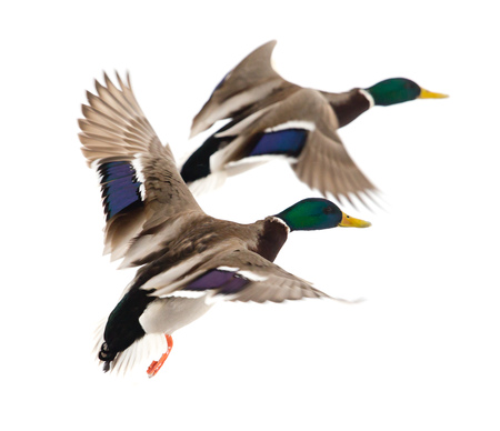 Duck in flight on a white background .の写真素材