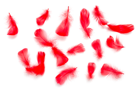 Red feathers isolated on a white backgroundの写真素材