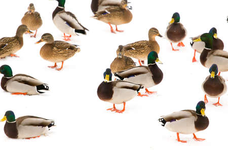 A flock of ducks on white snow in winter .の写真素材