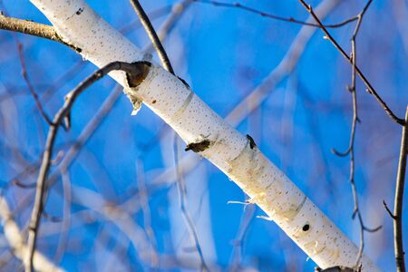 Trunk of a birch against a blue skyの写真素材