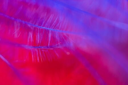 Blue and red feather as an abstract backgroundの写真素材