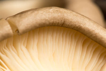 Fresh oyster mushrooms in natureの写真素材