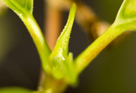Young leaves on an indoor plantの写真素材