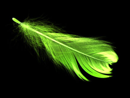 A green feather on a black backgroundの写真素材