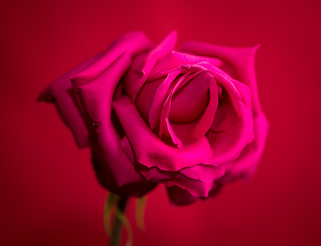 Beautiful red rose on a red backgroundの写真素材