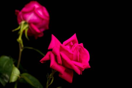 Beautiful red rose on a black backgroundの写真素材