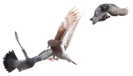 Dove in flight on a white backgroundの写真素材
