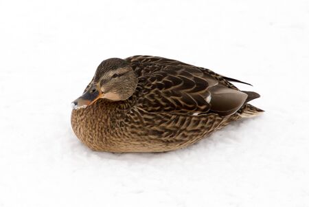 Duck sits on white snow in winterの写真素材