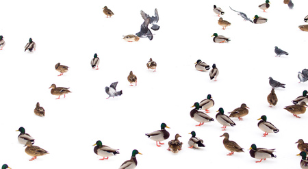 A flock of ducks on white snow in winterの写真素材