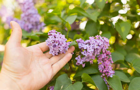 Lilac flowers in a hand on a treeの写真素材