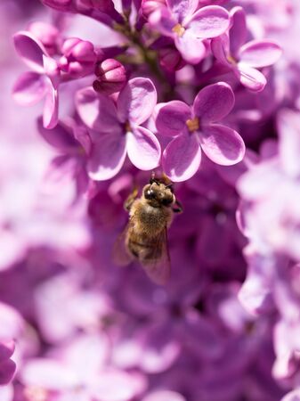 The bee flies on the flowers of the lilacの写真素材