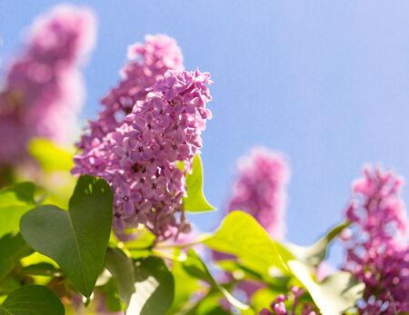 Lilac flowers on a tree in springの写真素材