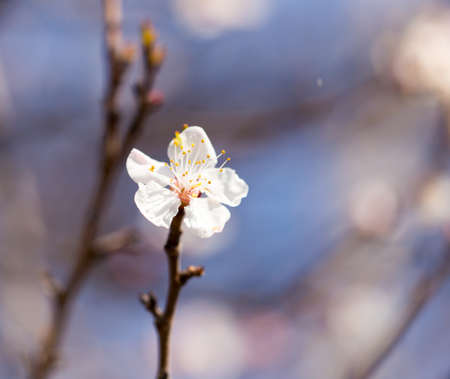White flowers on a tree in springの写真素材