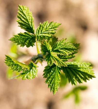 Young leaves on raspberry branches in springの写真素材