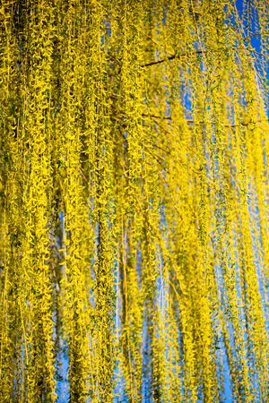 Yellow flowers on willow branches in spring