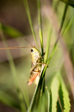 Grasshopper in green grass on nature
