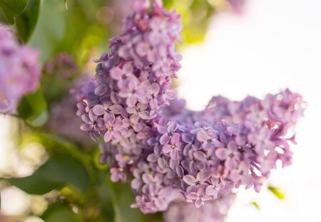 Lilac flowers on a tree in spring .の写真素材