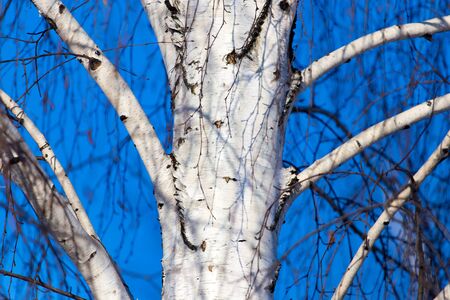 Trunk of a birch against a blue sky .の写真素材