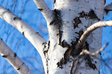 Trunk of a birch against a blue sky .の写真素材