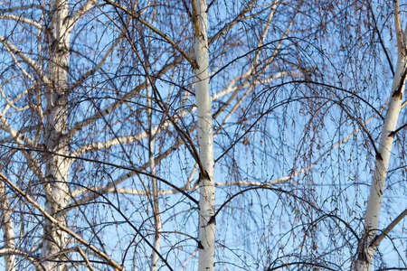 Naked birch branches against the blue sky .