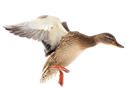 Duck in flight on a white background .の写真素材