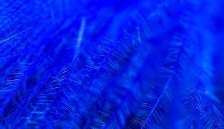 A blue feather as an abstract background. Macroの写真素材