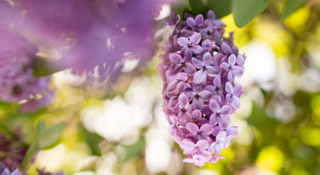 Lilac flowers on a tree in spring .の写真素材