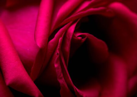 Beautiful red rose as a background. Macroの写真素材