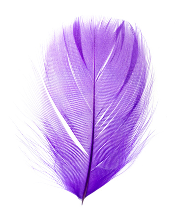 Beautiful violet feather on a white backgroundの写真素材
