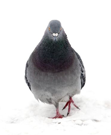 Pigeon sits on white snow in winter .の写真素材