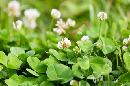 Flowers on the clover in the spring in the park