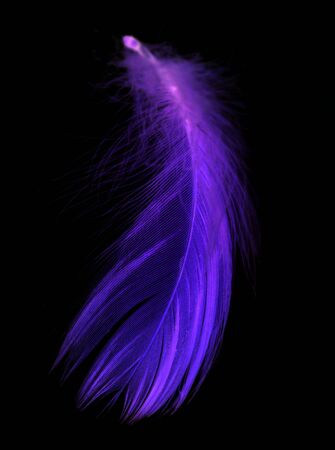 Blue feather on a black background in inversionの写真素材