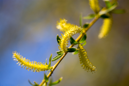 Yellow flowers on willow branches in spring .の写真素材