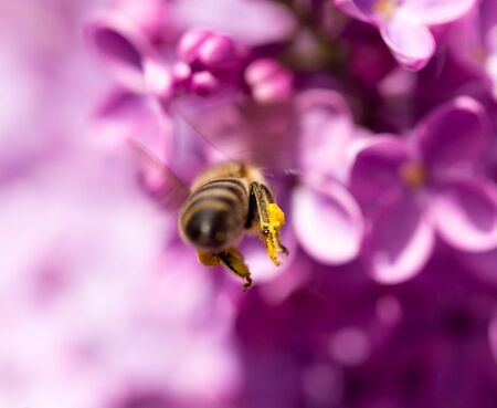 The bee flies on the flowers of the lilac .の写真素材