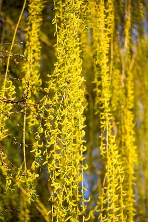 Yellow flowers on willow branches in springの写真素材