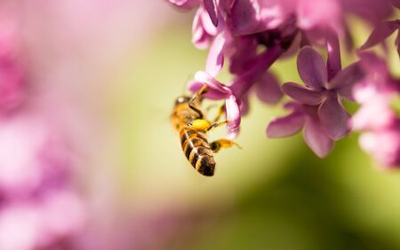 The bee flies on the flowers of the lilacの写真素材