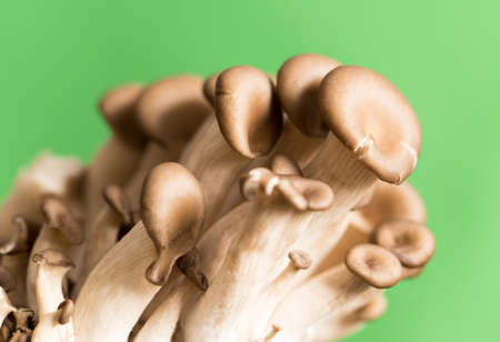 Oyster mushrooms from a farm on a green backgroundの写真素材