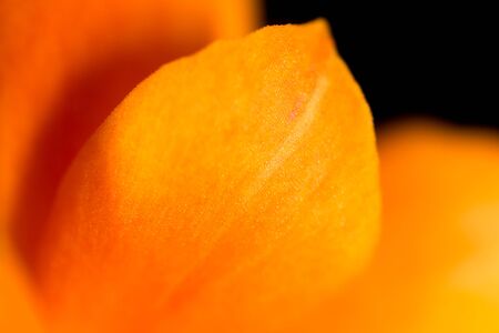 A small orange flower on nature as a background. Macroの写真素材