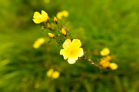 Beautiful yellow flower in the wild in spring .