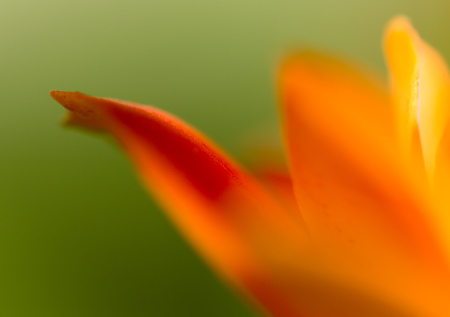 A small orange flower on nature as a background. Macroの写真素材